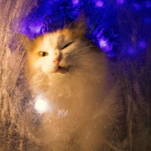 ����: ����