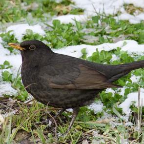 ����: ������ �����