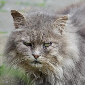 ����: �������