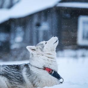 ����: ����������� �����