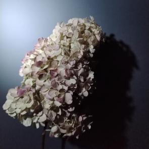 ���� ��������: 