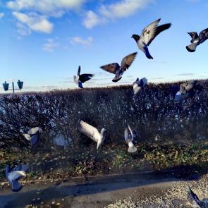 ���� ��������: 