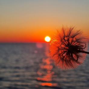 ����: ��������