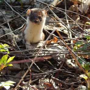 ����: �����