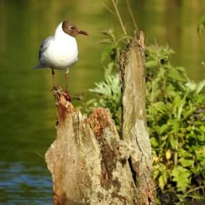 ����: ������ �����