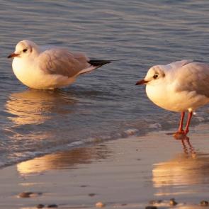 ���� ��������: ����� � ������ ����� ������