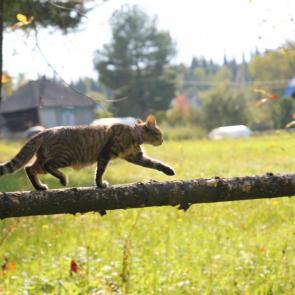 ����: ����� �����