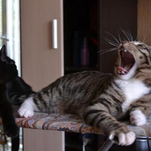 ����: � ��� ��������� ���