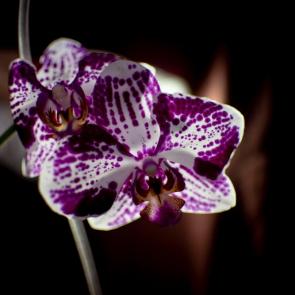 ����: �������