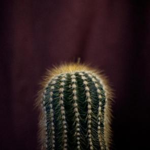 ����: ������