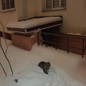 �� ����� �����