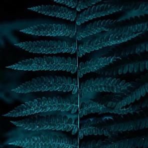 ���� ��������: 