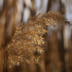 ���� ��������: �����...