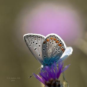 ����: ������� ���������