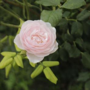 ���� ��������: 