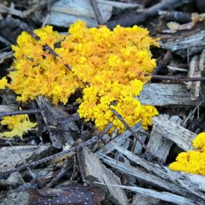 ����: ���� physarum polycephalum