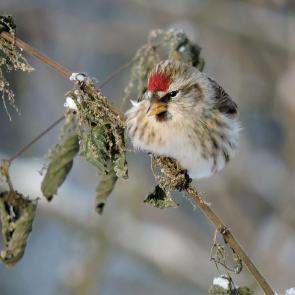 ����: �������