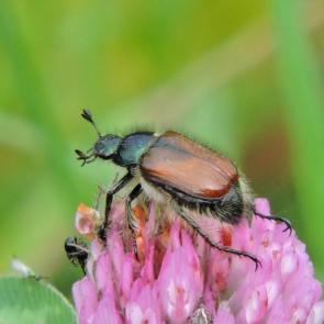 ����: ������ �������