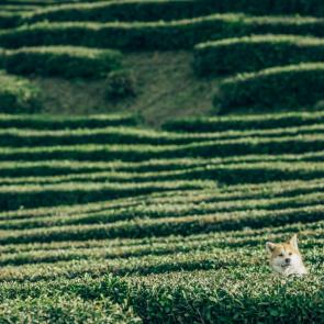 ���� ��������: ������ ��������