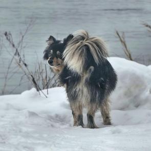 ����: ��������