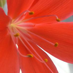 ����: �������� ������