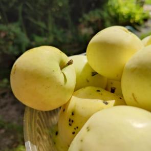 ����: ���������