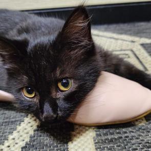 ����: ��������...