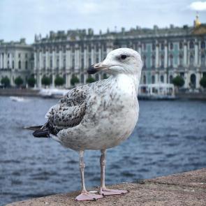 ����: �����. �����-���������