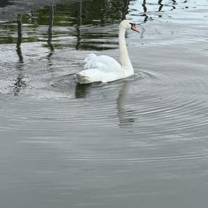 ���� ��������: ������