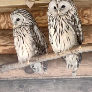 ����: Strix uralensis