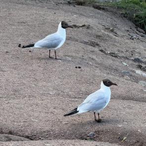 ����: Ichthyaetus melanocephalus