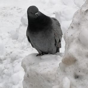 ���� ��������: ����� ����?