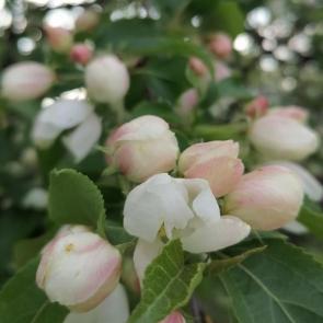 ���� ��������: ��������� ���� 