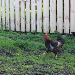 ���� ��������: ������ �������