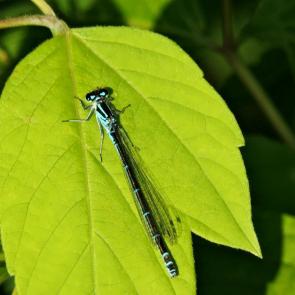 ����: �������