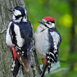 ����: ���� ������