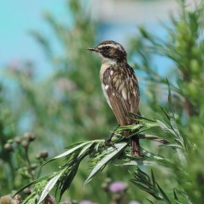 ����: ������� �����