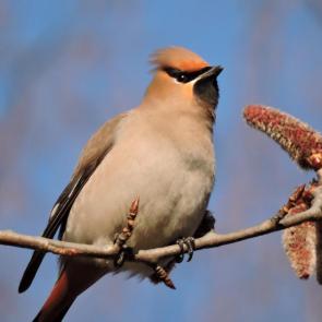 ����: ����������