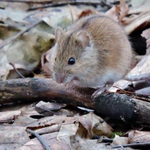 ����: ������