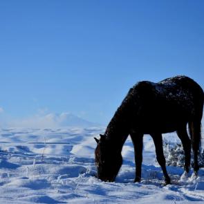 ���� ��������: ������ ������