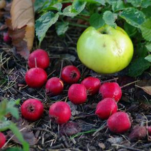 ����: ������� ���