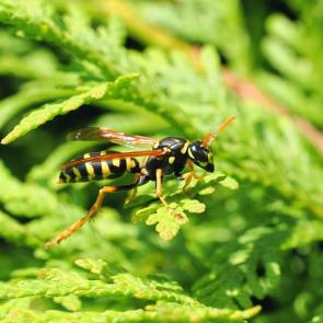 ����: ������ ���.