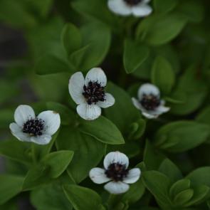 ���� ��������: ĸ���