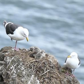 ����: ����� ����