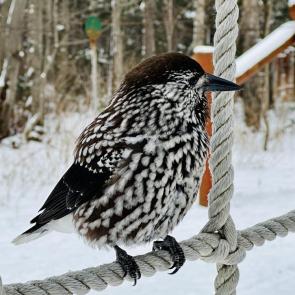 ����: ��������