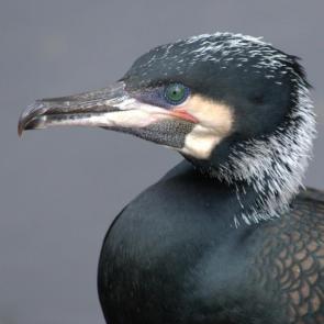 ����: ������