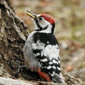 ����: ����������� �����