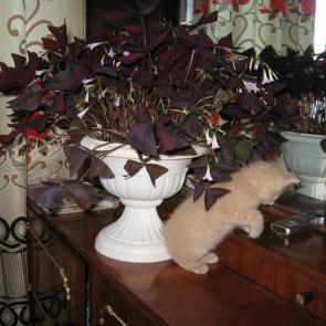 ���� ��������: �����������