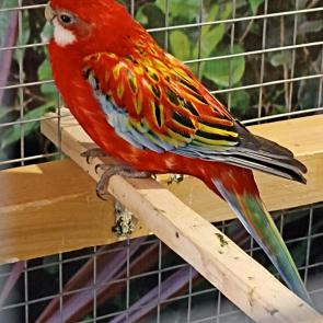 ����: ����������