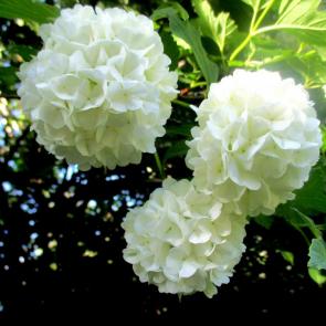 ���� ��������: 